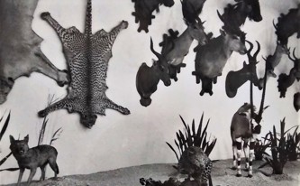 Původní expozice Památníku Dr. Emila Holuba 4